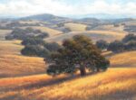 Dave Sellers - Afternoon Gold Summer Oaks