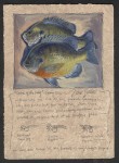 Dave Sellers - Catch of The Day