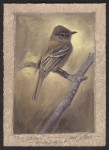 Dave Sellers - Fly Catcher