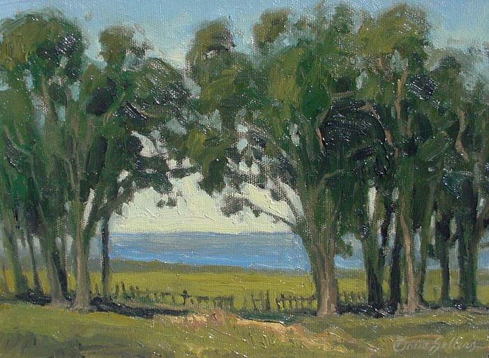 Dave Sellers - Fort Ross Eucalyptus