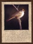 Dave Sellers - Golden Crowned Sparrow