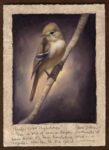 Dave Sellers - Pacific Slope Flycatcher