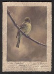 Dave Sellers - Willow Flycatcher