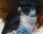 Michael Wood - hawk Eye